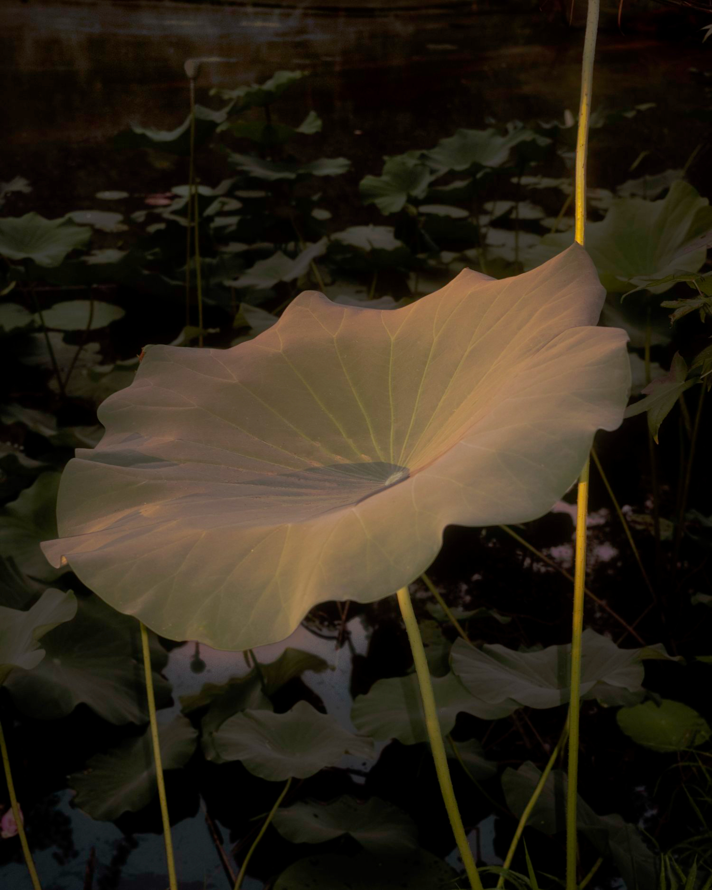 Selected works by Grade Solomon, photography, landscape, colors