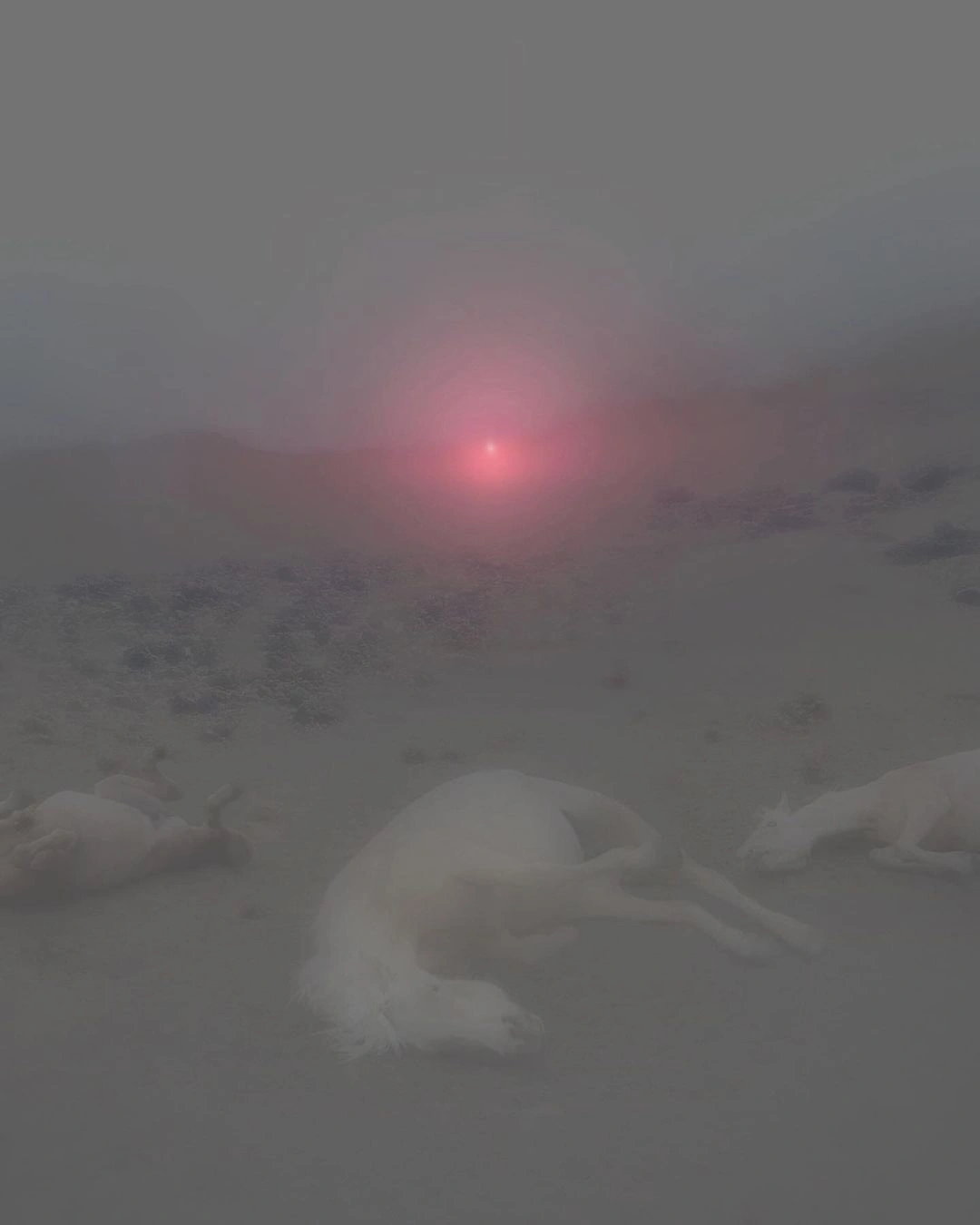 Selected works by Female Pentimento, photography, surrealism, landscape, nature, ecology