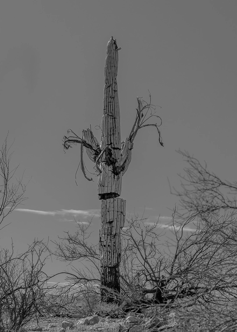 Strange Nature by Delaney Allen, photography, landscape, nature, surrealism