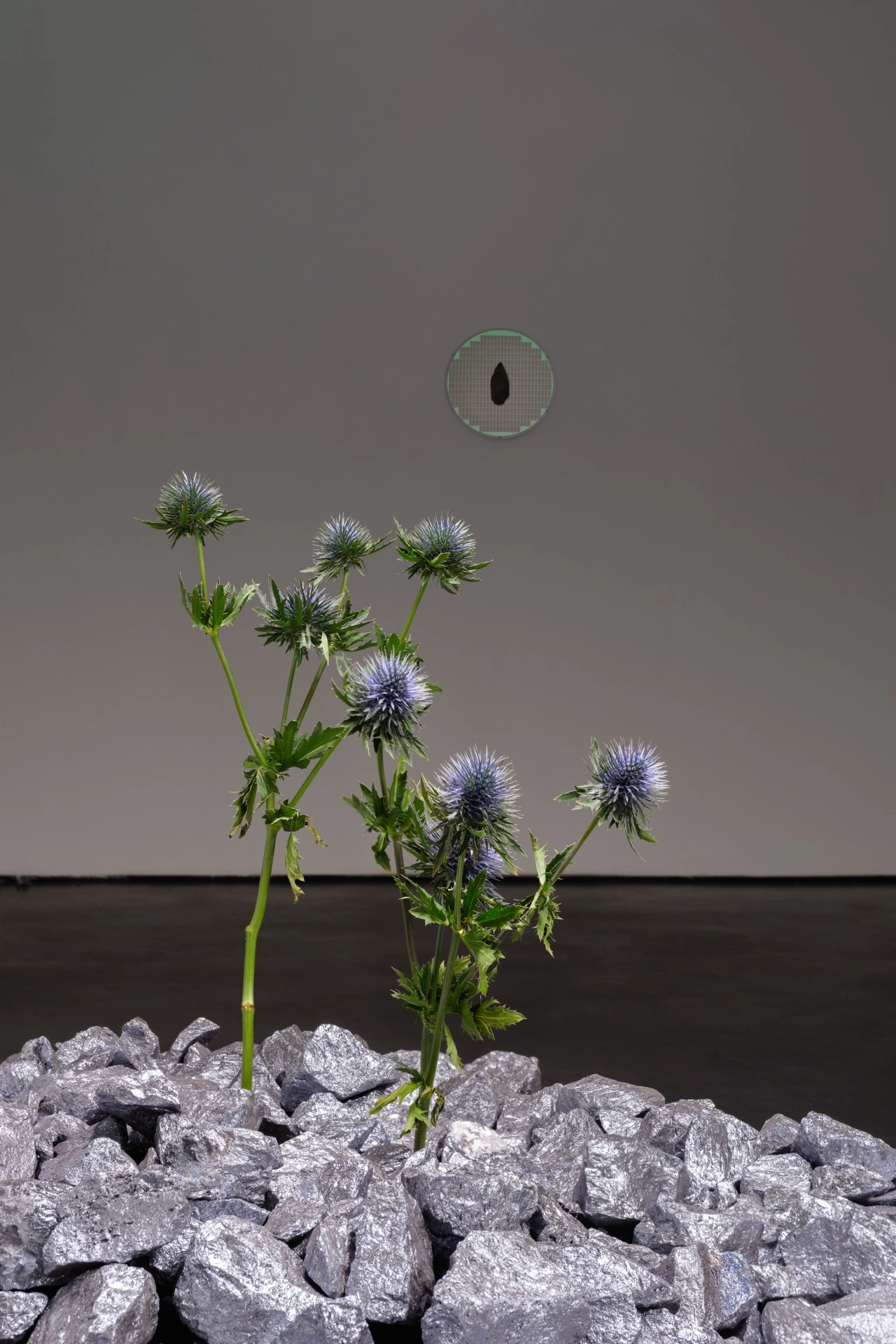 Anima Atman by Troika at Max Goelitz — A single thistle plant with pale purple flower heads rises from a bed of crushed silver-grey mineral aggregate.