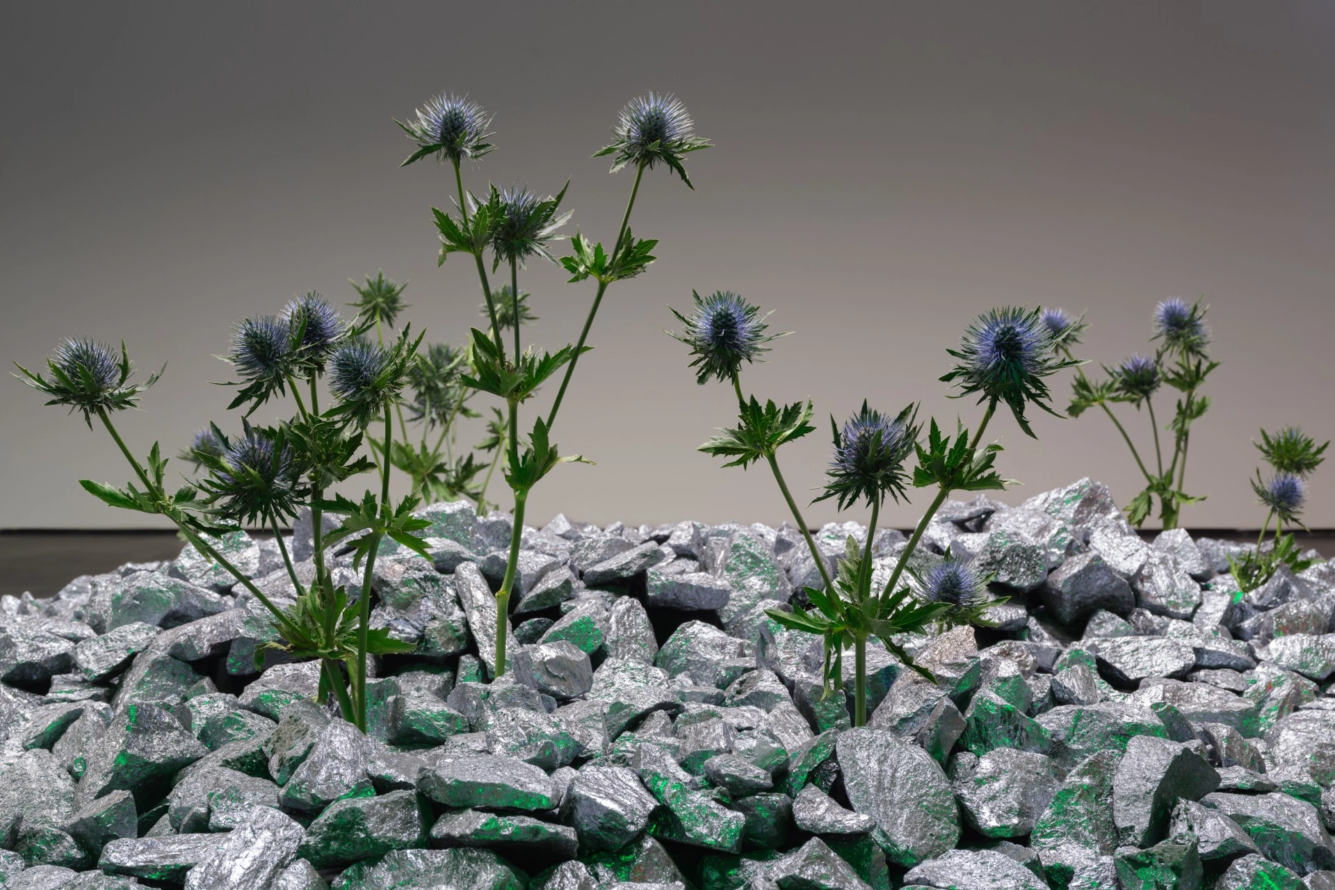 Anima Atman by Troika at Max Goelitz — Living thistle plants with pale purple flower heads rise from a bed of crushed mineral aggregate, their delicate spiky blooms and green stems creating...