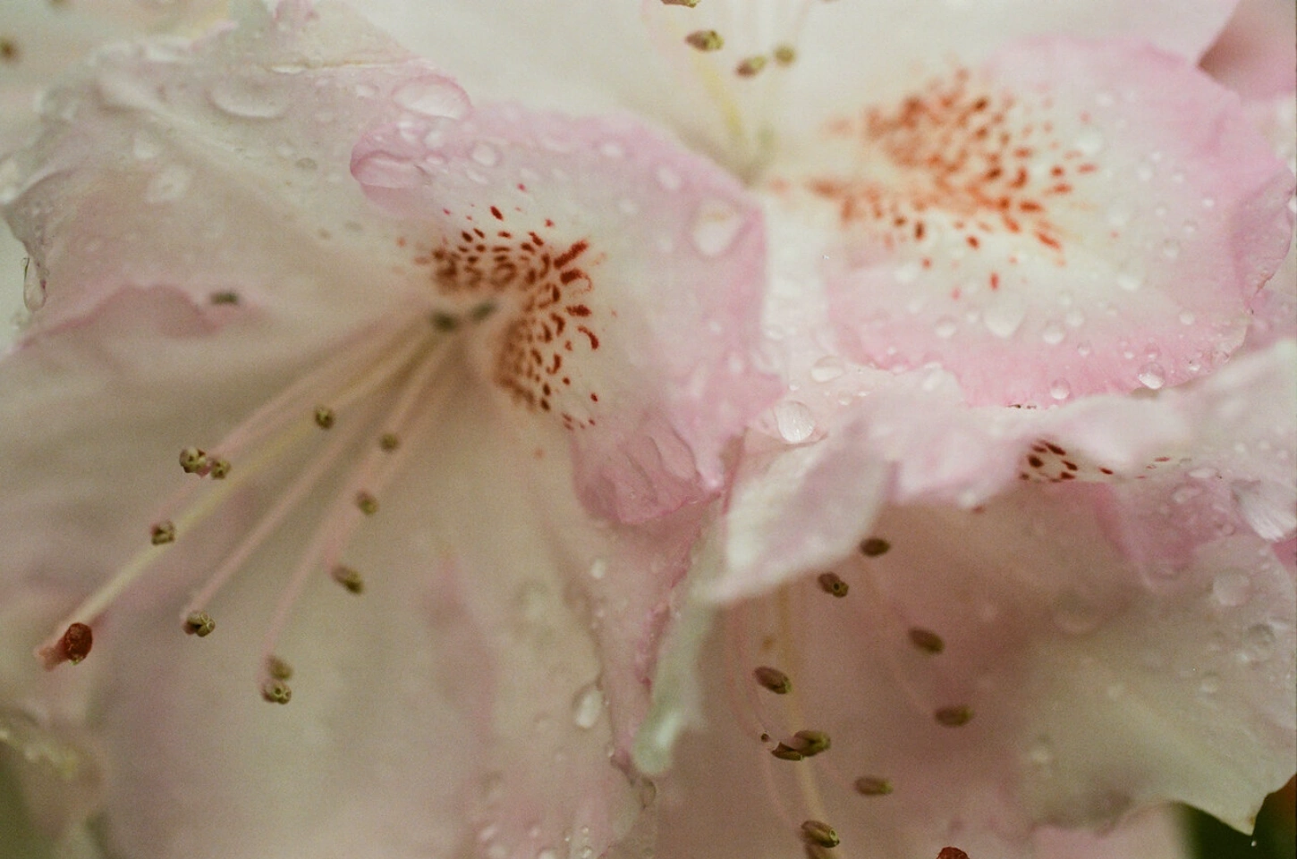 Selected works by Lina Scheynius, beauty, nature, portrait, documentary