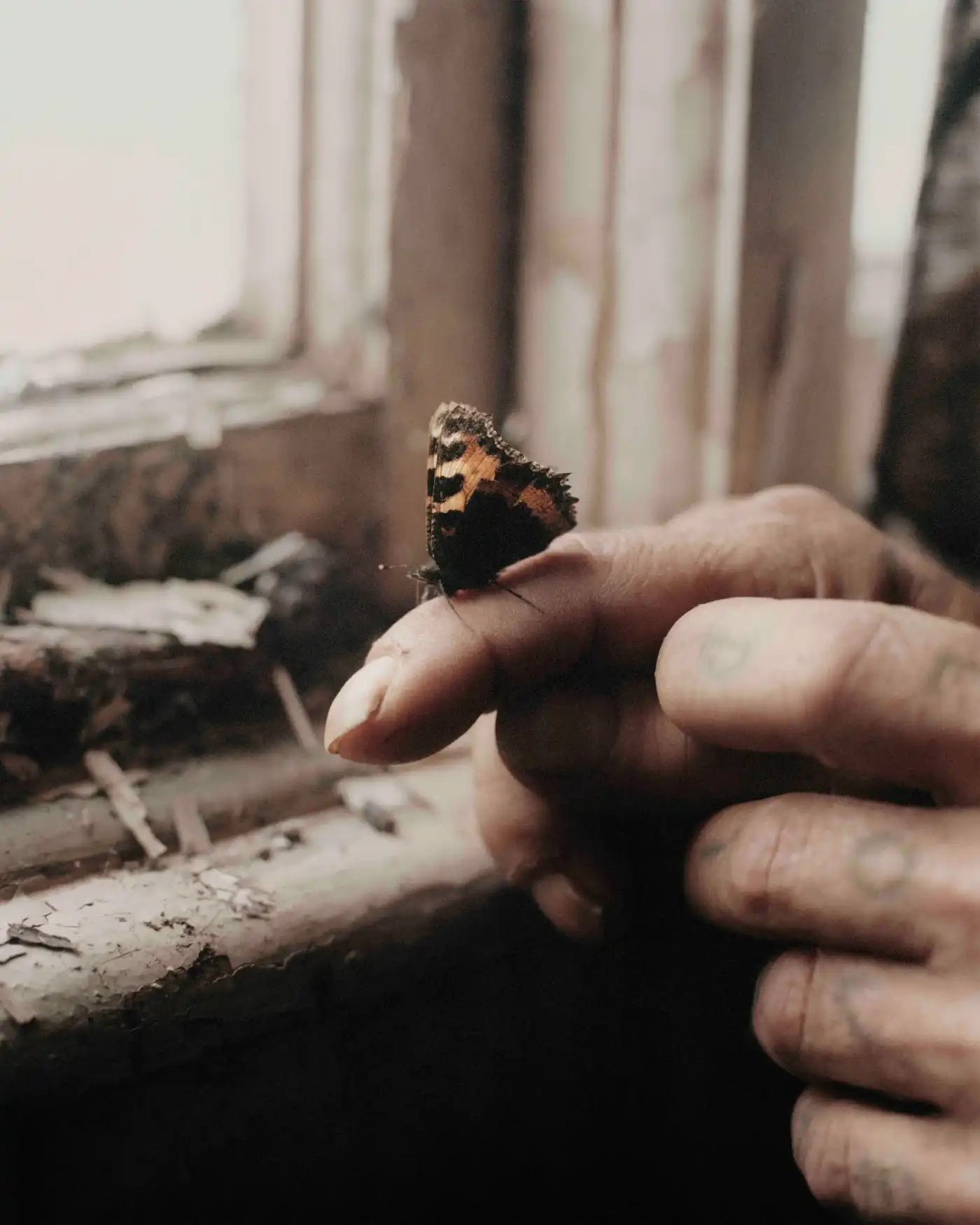 Land Loss by Max Miechowski — A close-up portrait of a butterfly with distinctive black and orange-rust patterned wings rests on human fingers against a blurred interior backdrop.