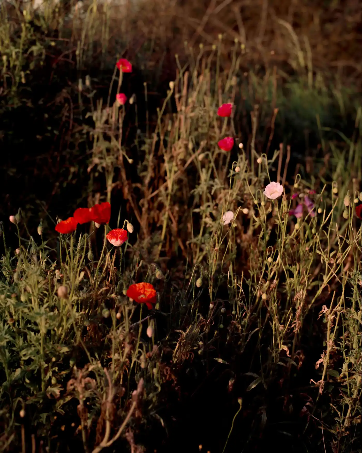 Land Loss by Max Miechowski — Wildflowers in various stages of bloom punctuate a densely overgrown landscape dominated by dried grasses and spent vegetation.