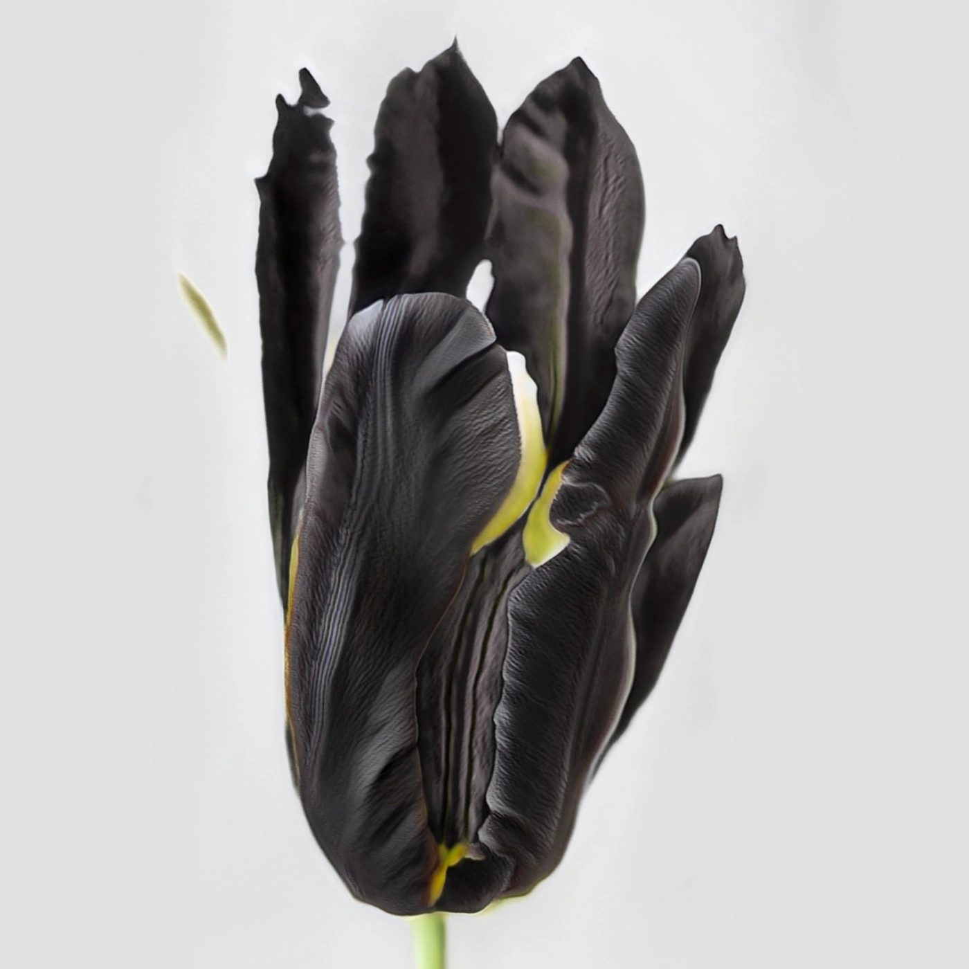 Time Within Time by Anna Ridler at Crypto Kiosk — A single black iris specimen dominates the composition, photographed against a pure white background.