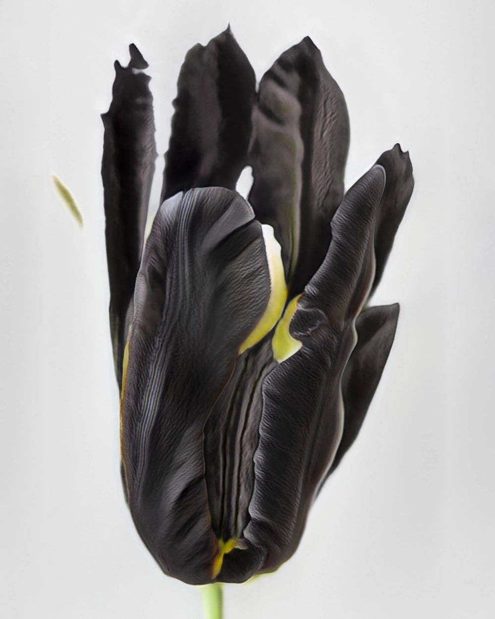 Time Within Time by Anna Ridler at Crypto Kiosk