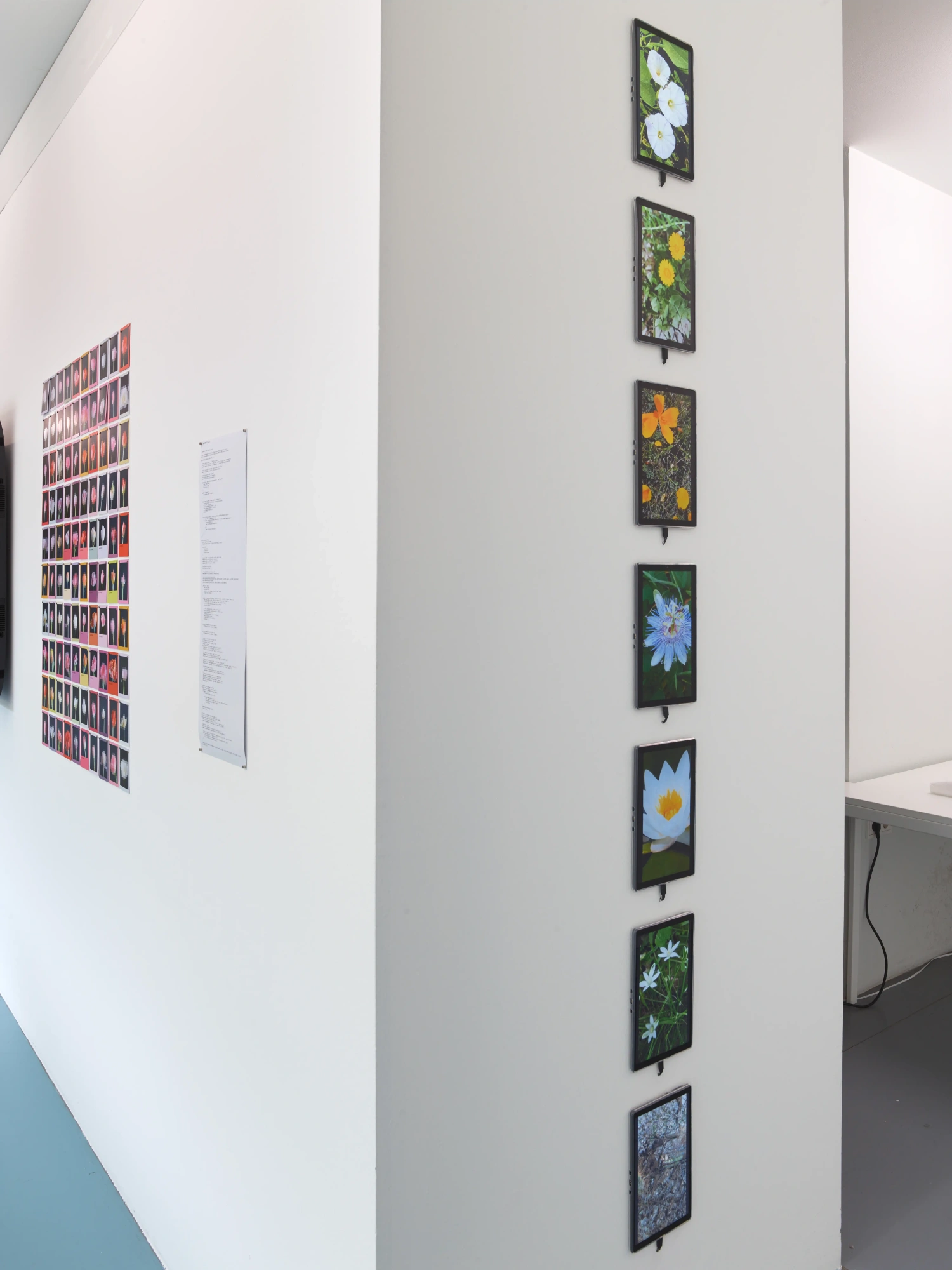 Time Within Time by Anna Ridler at Crypto Kiosk — A gallery wall displays Anna Ridler's botanical digitizations in a vertical arrangement.
