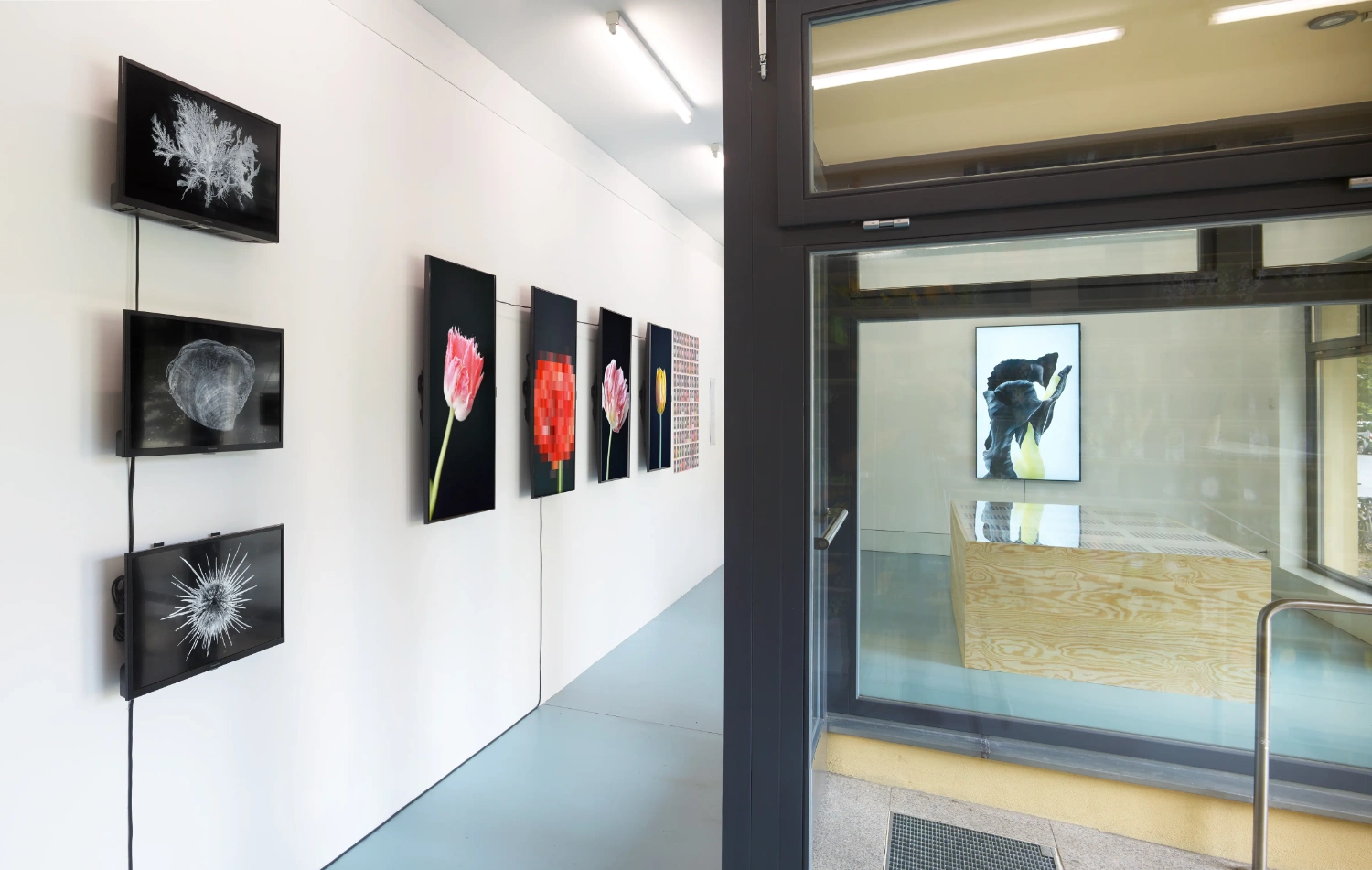 Time Within Time by Anna Ridler at Crypto Kiosk — Anna Ridler's digital tulip studies are displayed across a gallery corridor in Berlin, mounted on black panels against white walls.