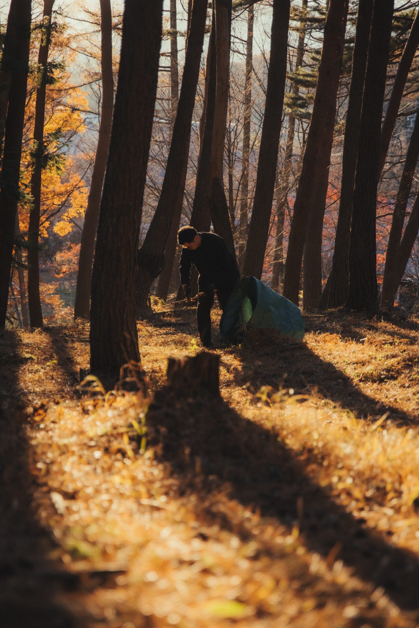 ForestBank™️ by Yuma Kano, wood, organic, biodesign, furniture