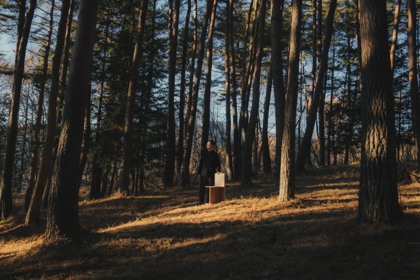 ForestBank™️ by Yuma Kano, wood, organic, biodesign, furniture