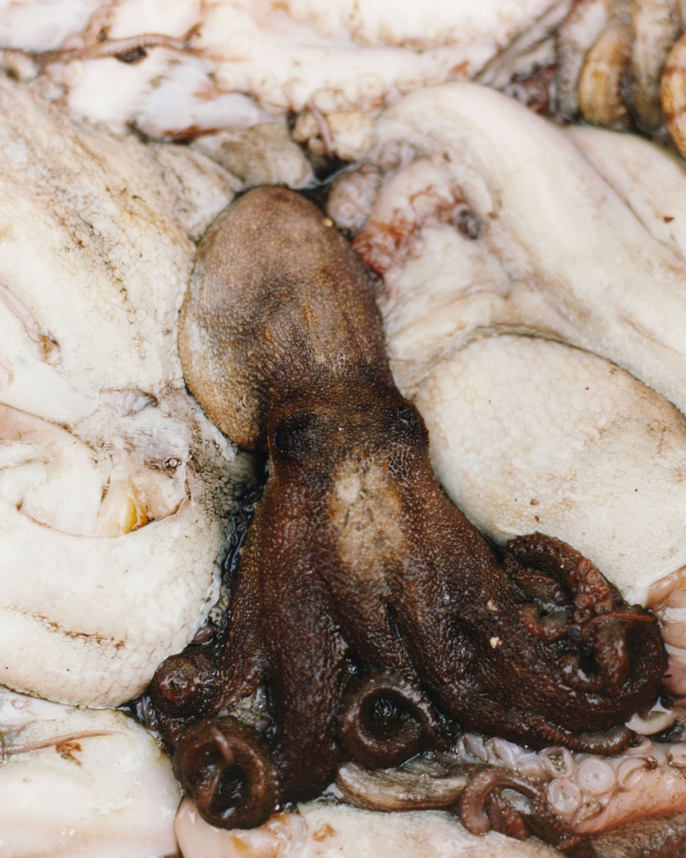 'The Last Mermaid' by Peter Ash Lee — Close-up detail from Peter Ash Lee's documentation of Jeju's Haenyo tradition.