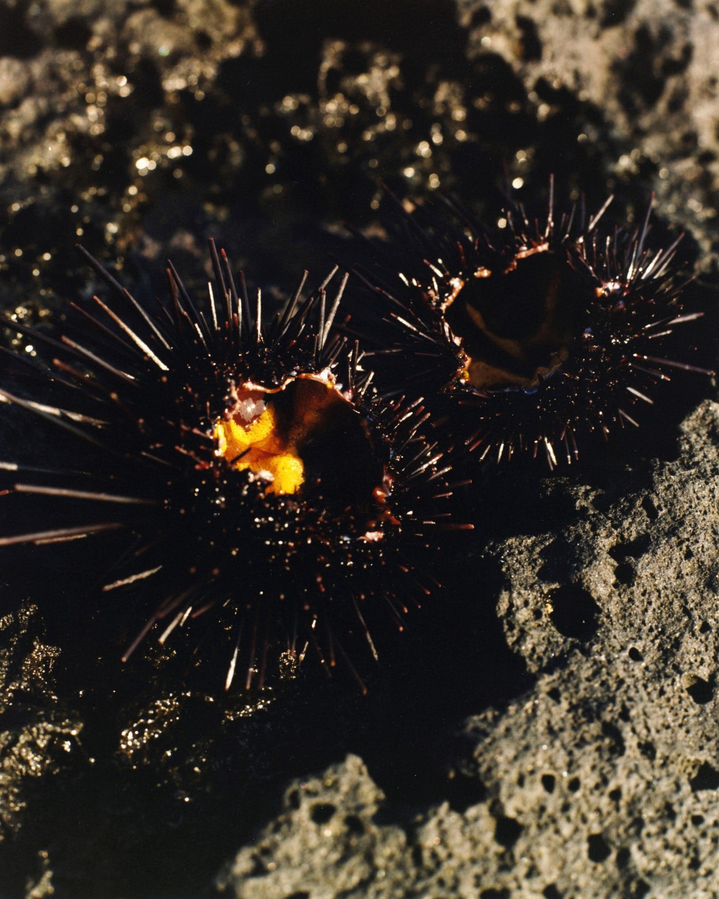 'The Last Mermaid' by Peter Ash Lee — Close-up underwater photograph capturing two sea urchins on sandy seafloor against dark water.