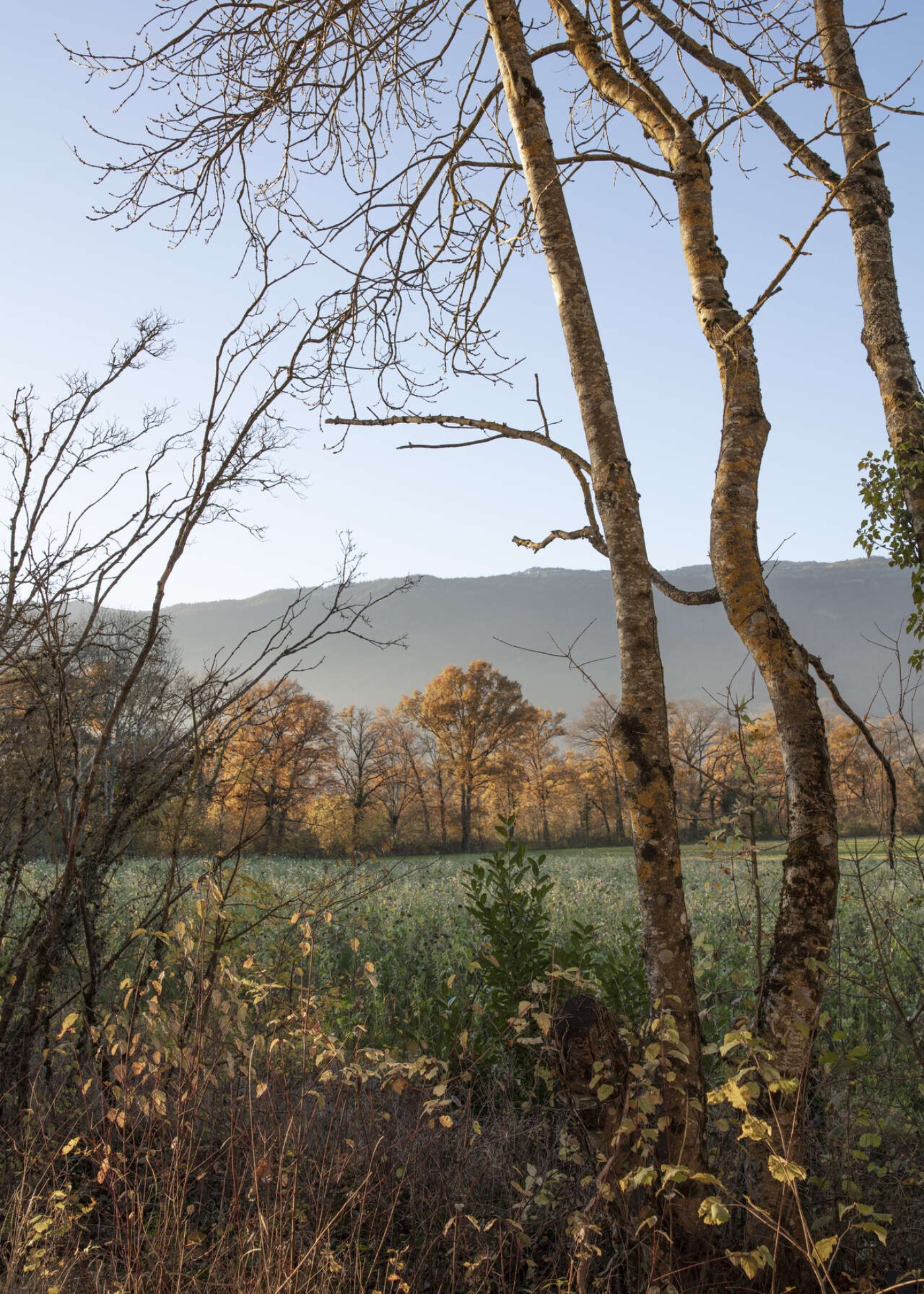 Thérèse by BUREAU, cabins, wood, landscape, design