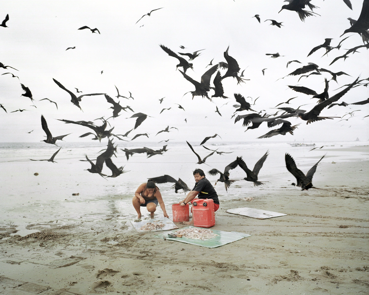 Buscando a Bolívar by Pietro Paolini — Two figures process fish on a grey beach, surrounded by dozens of black birds in flight.