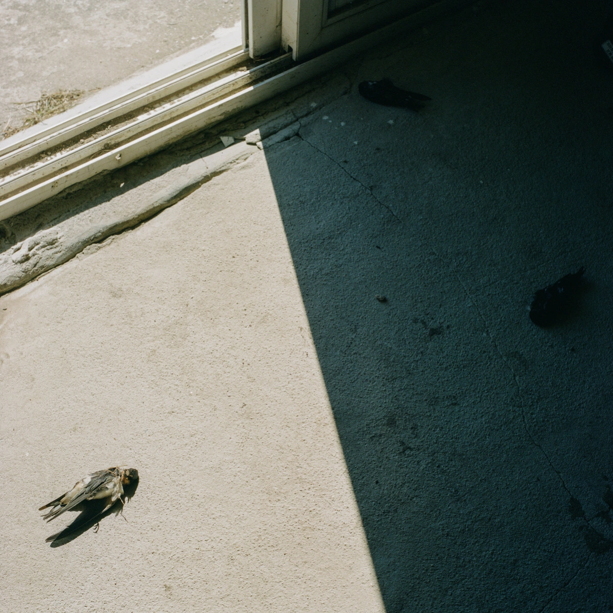 Extinction Forecast by KyeongJun Yang, photography, documentary, social