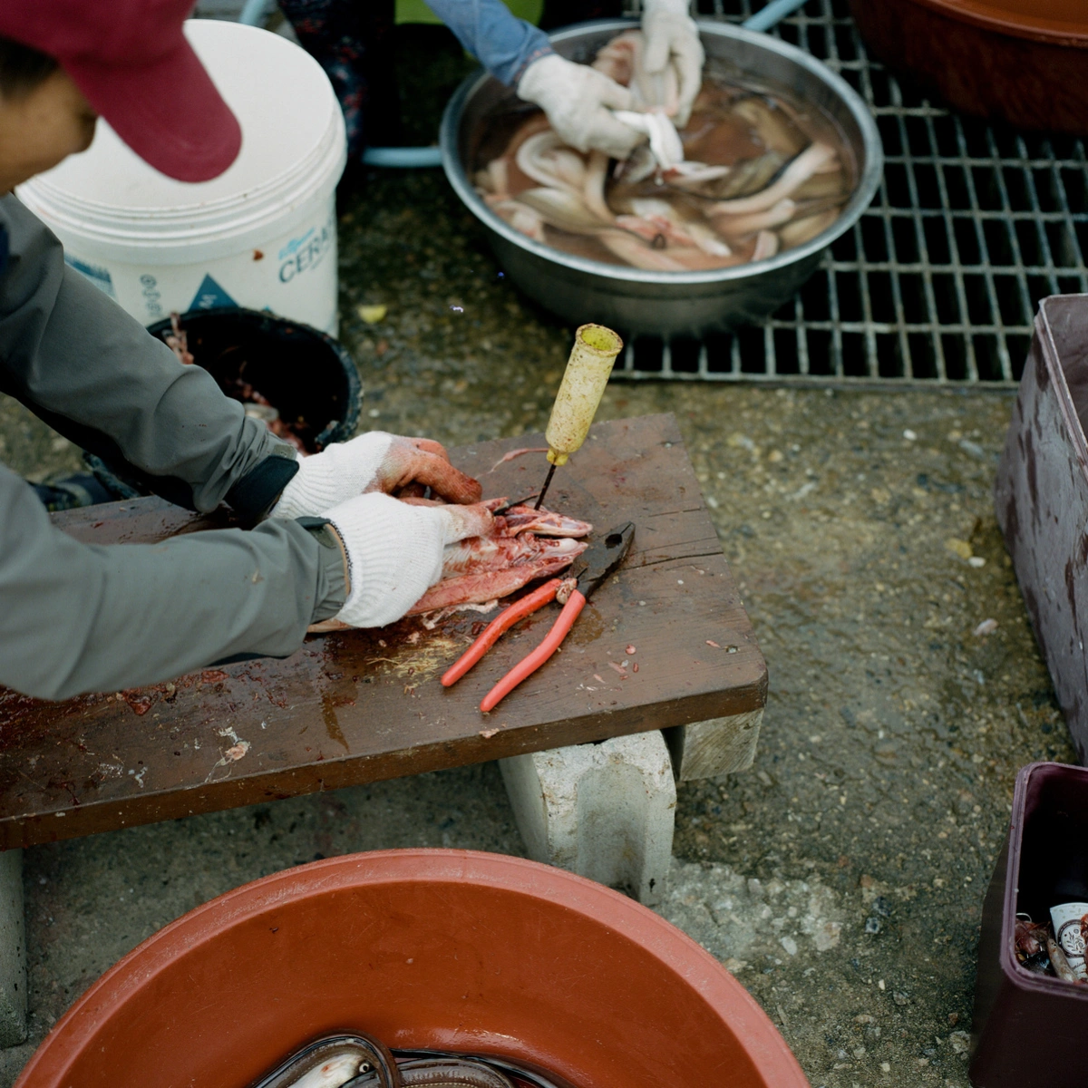 Extinction Forecast by KyeongJun Yang, photography, documentary, social