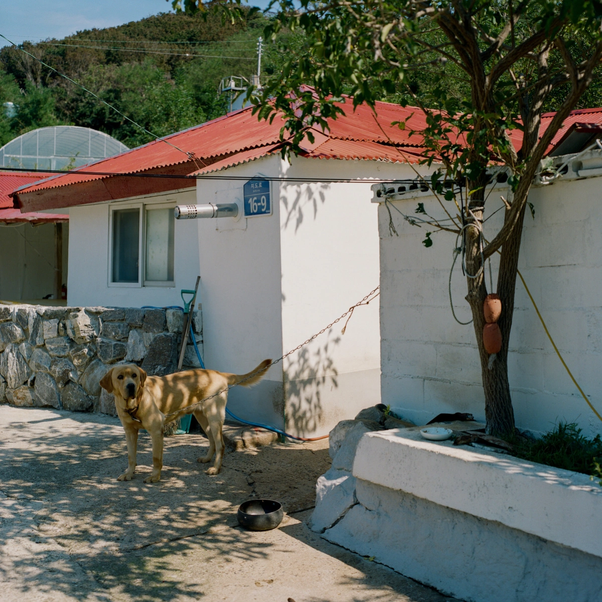 Extinction Forecast by KyeongJun Yang, photography, documentary, social
