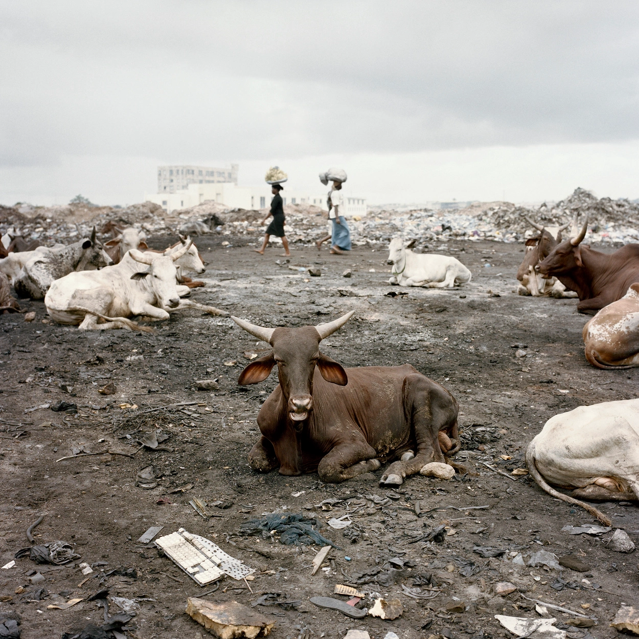 Permanent Error by Pieter Hugo — In this photograph from the Agbogbloshie landfill, cattle rest on compacted earth and refuse while two figures walk through the settlement carrying bundles...