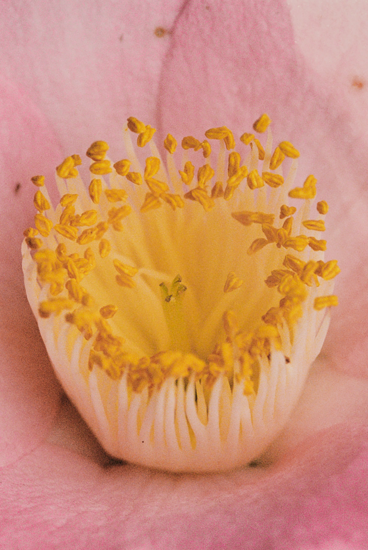 Selected works by Arianna Lago — A pale flower specimen photographed against a dusty rose background, its yellow-gold stamens radiate outward in sharp relief.