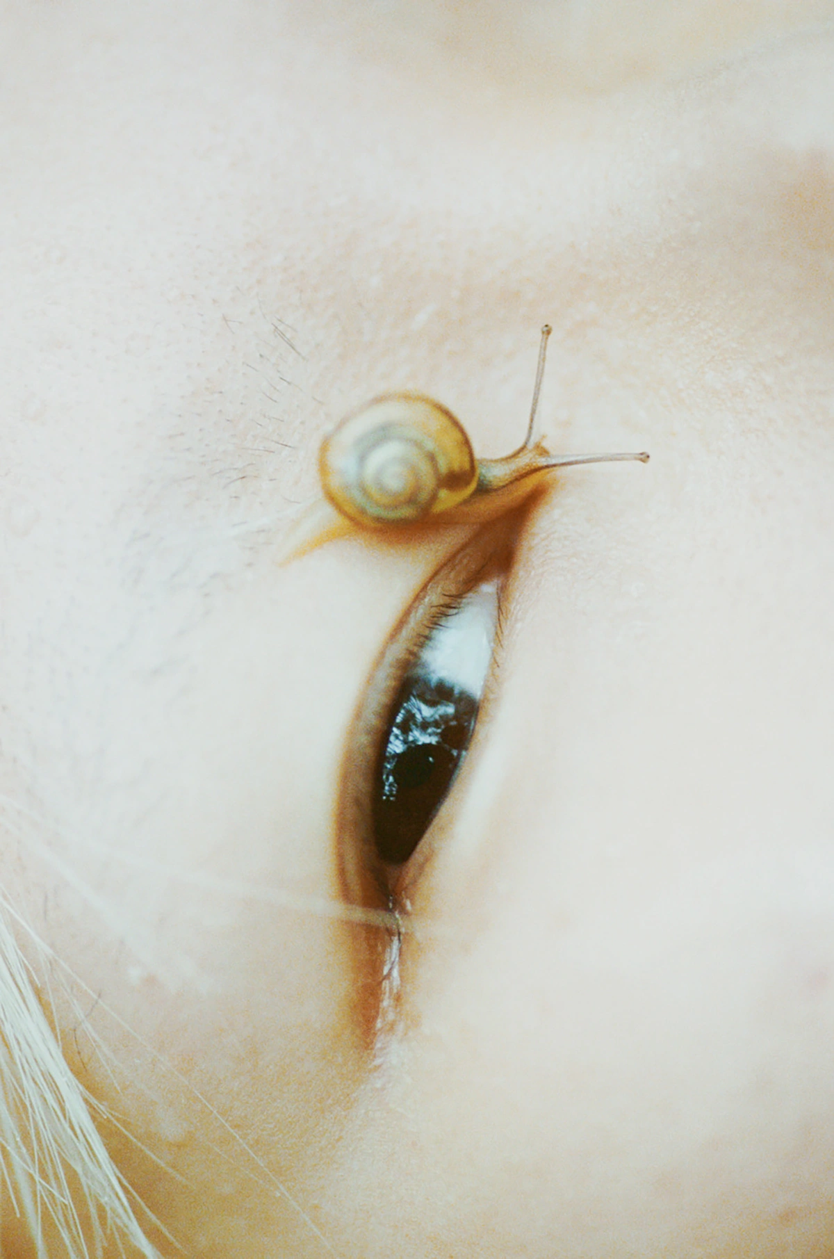 Selected works by Arianna Lago — A garden snail rendered in mixed media against a pale, textured ground scattered with fine hair or fiber strands.