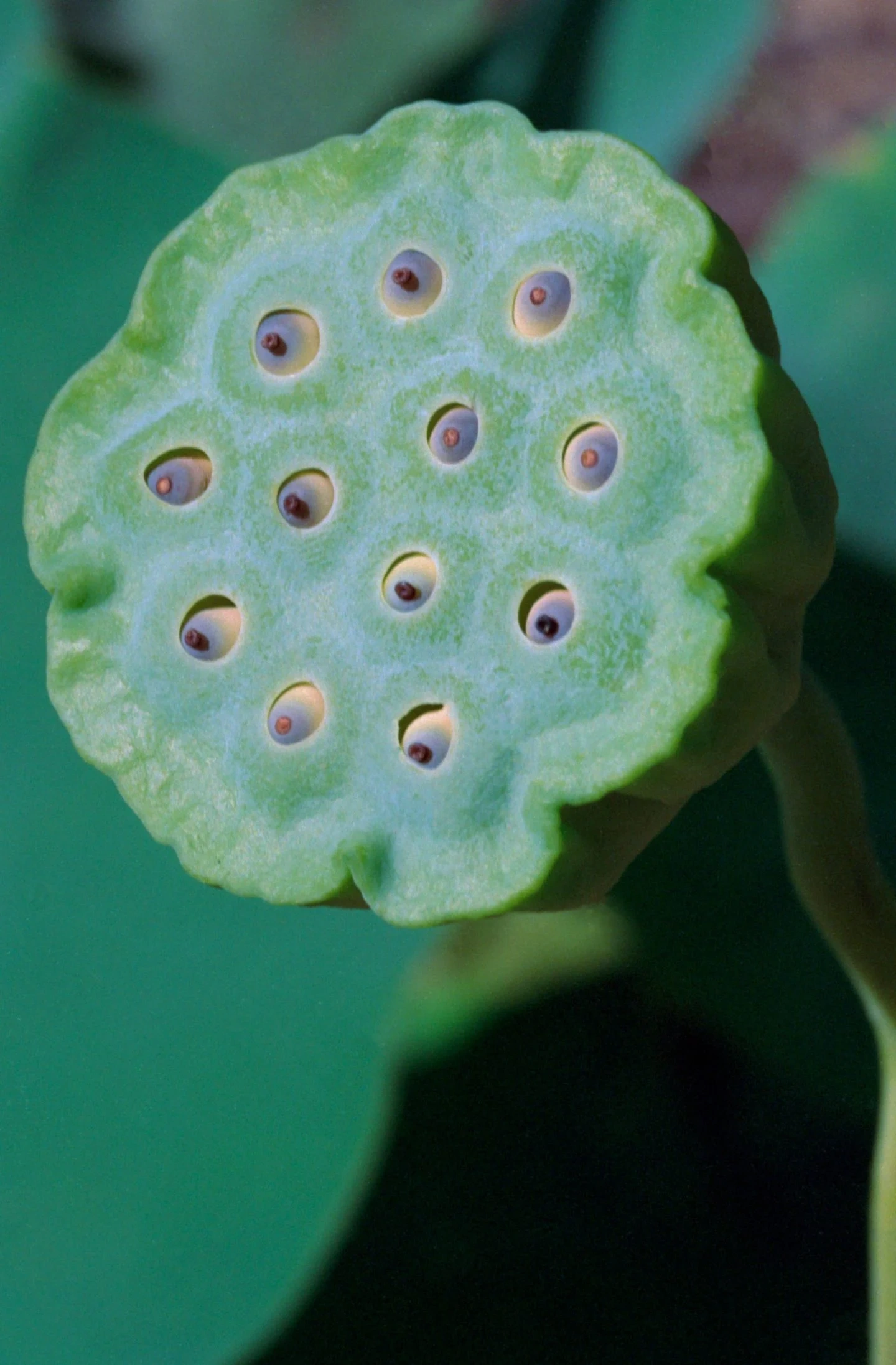 Selected works by Arianna Lago — A close-up photograph of a lotus seed pod rendered in pale celadon green with reddish-brown apertures arranged in a symmetrical pattern.