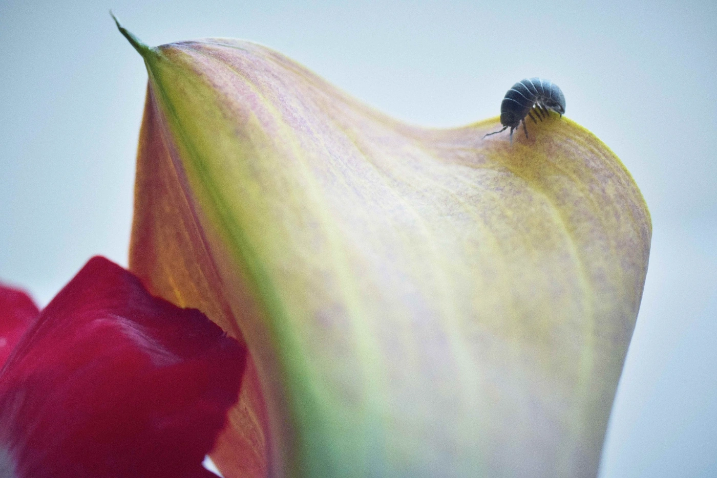 Selected works by Arianna Lago — A close-up study of a spiral shell and beetle positioned on layered petals in graduated tones from deep crimson to pale cream and yellow-green.