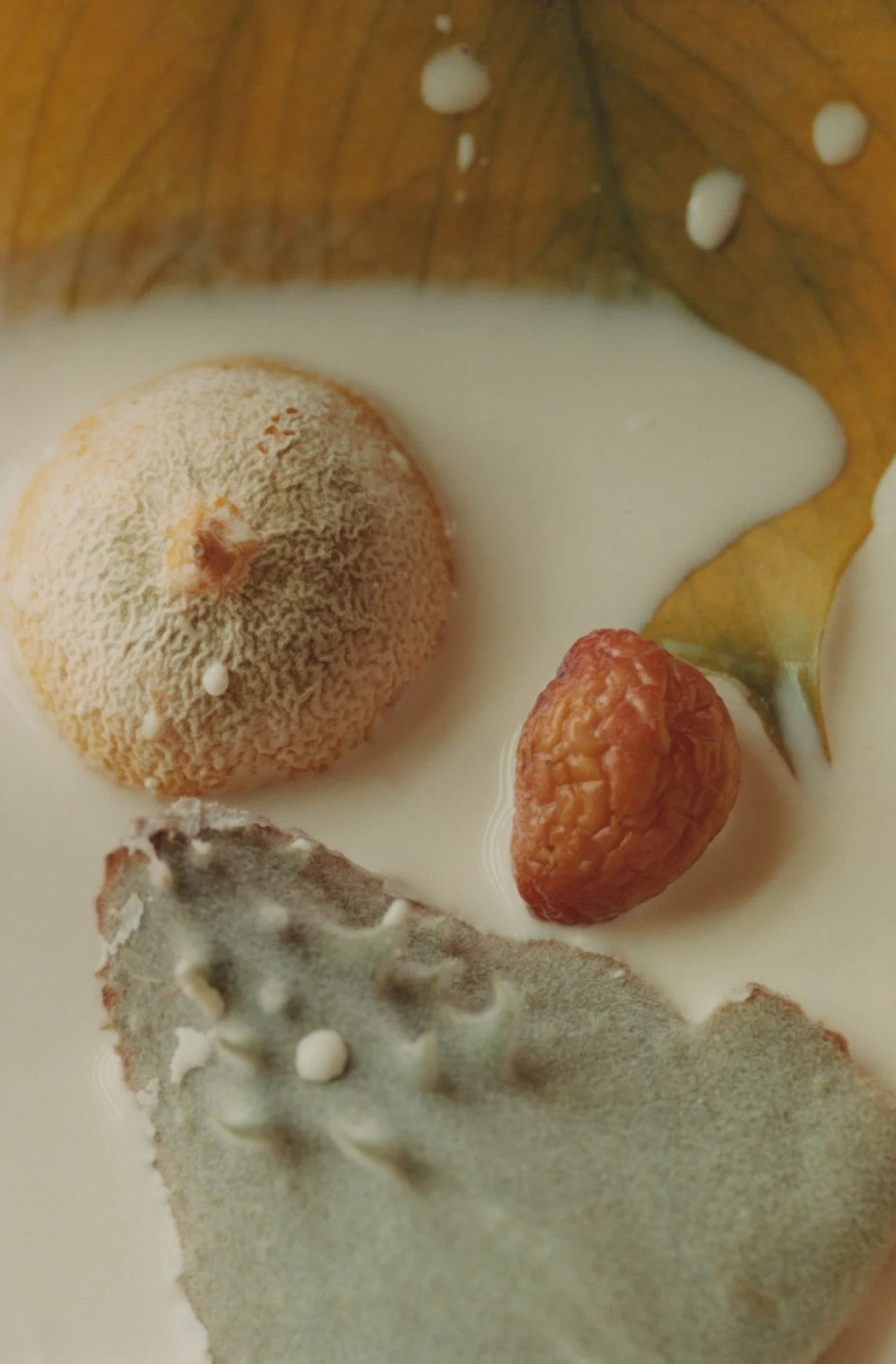 Selected works by Arianna Lago — A close-up photograph of biological specimens arranged on a cream-colored surface.