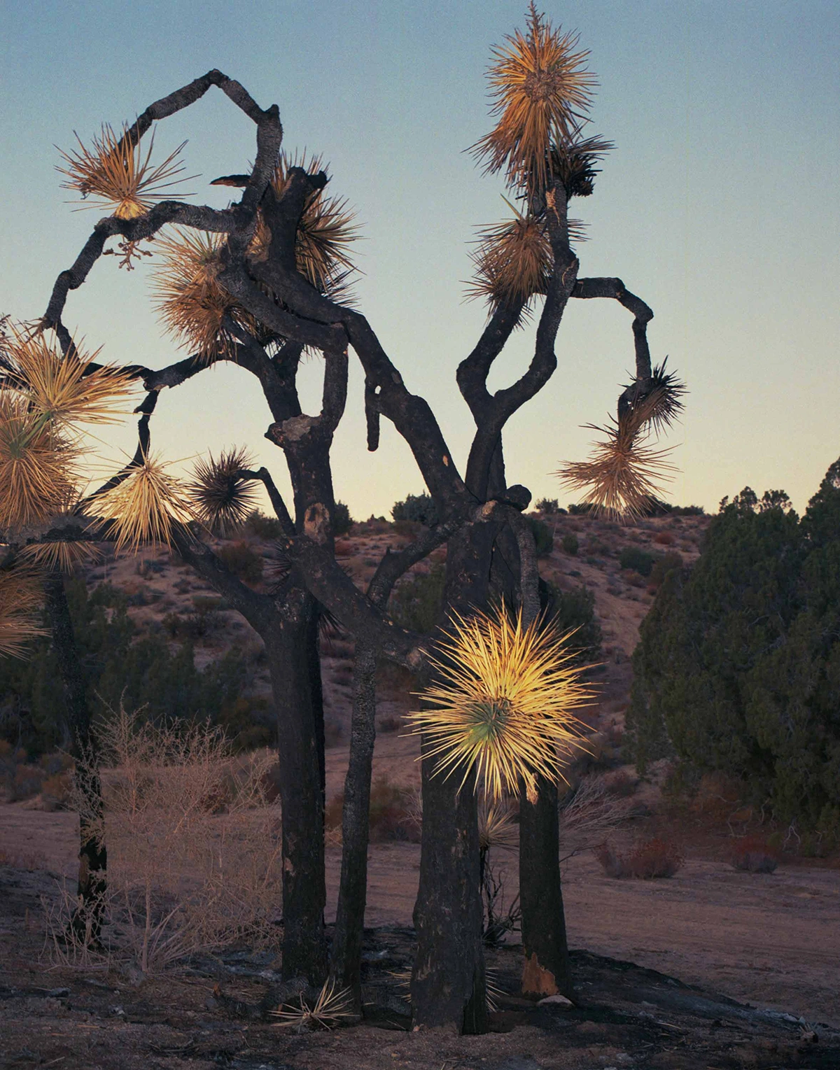 Selected works by Arianna Lago, photography, art, beauty, nature