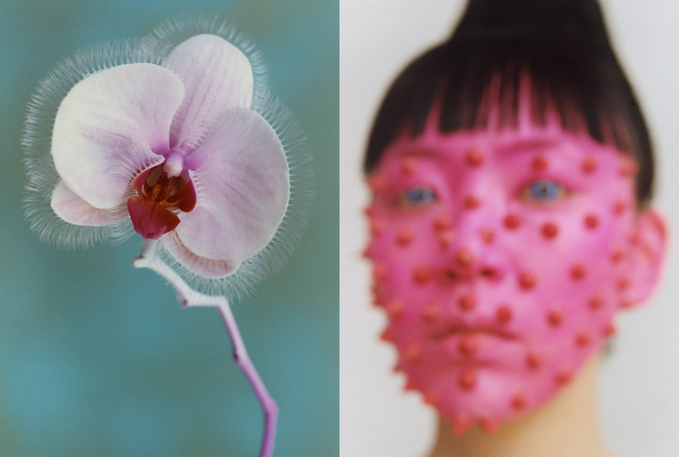 Flower Study by Cho Giseok, beauty, art, nature, photography, analog