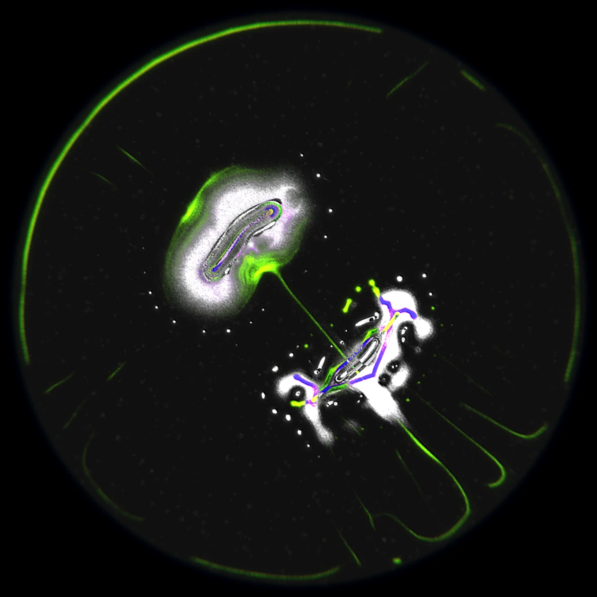 Ethereal Microcosm by ciphrd — A generative visualization of simulated microscopic life rendered in high contrast against black.