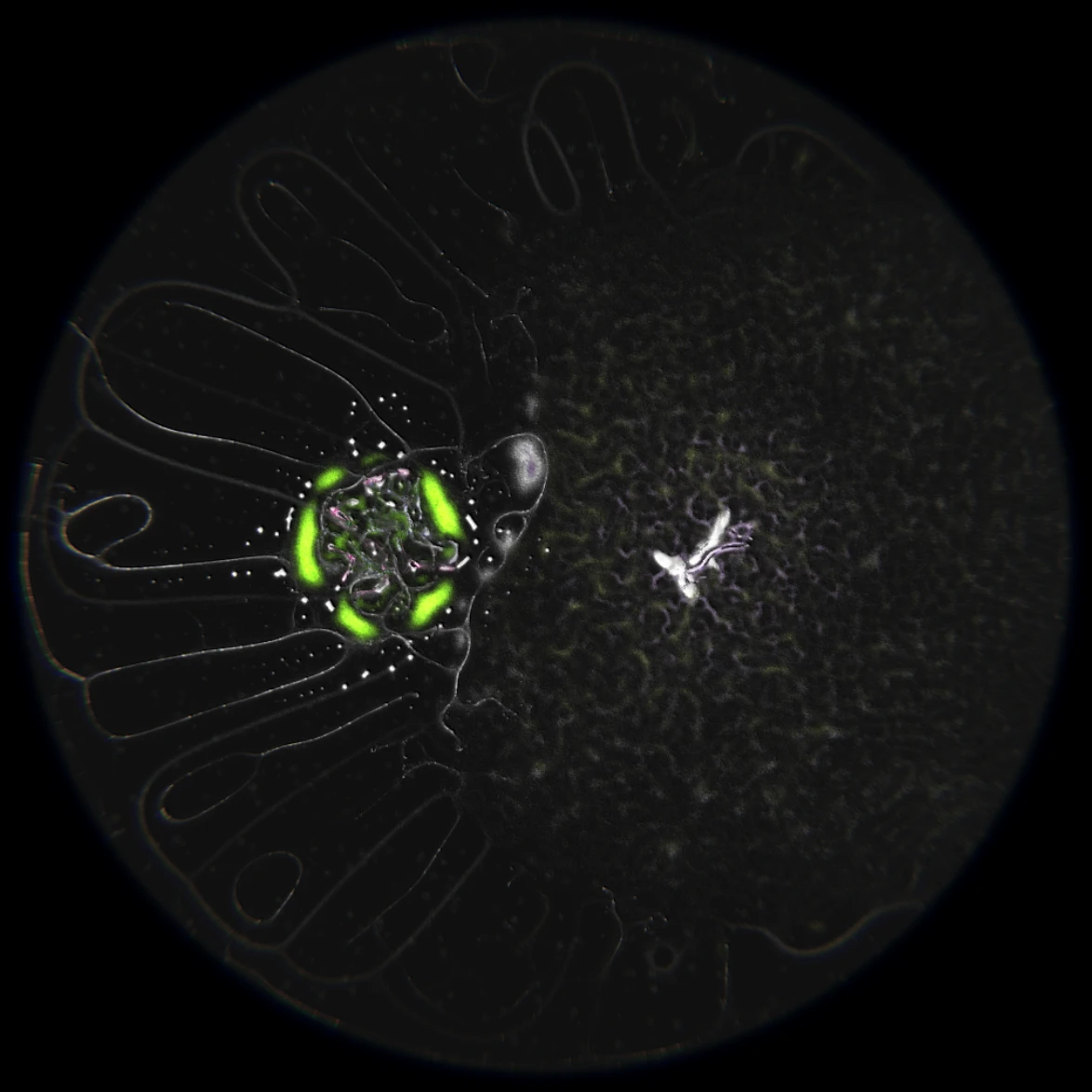 Ethereal Microcosm by ciphrd — A computationally generated organism rendered in high contrast against black, displaying radial symmetry with approximately twenty finger-like protrusions...
