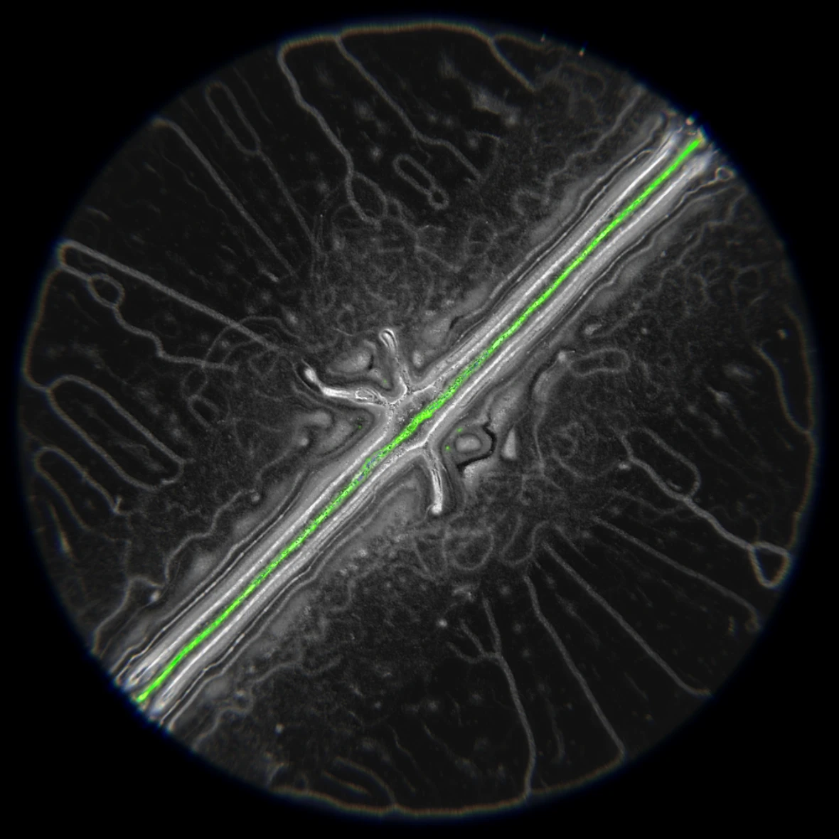 Ethereal Microcosm by ciphrd — A cross-sectional view of a computationally simulated organism reveals a radial structure with pronounced bilateral symmetry.