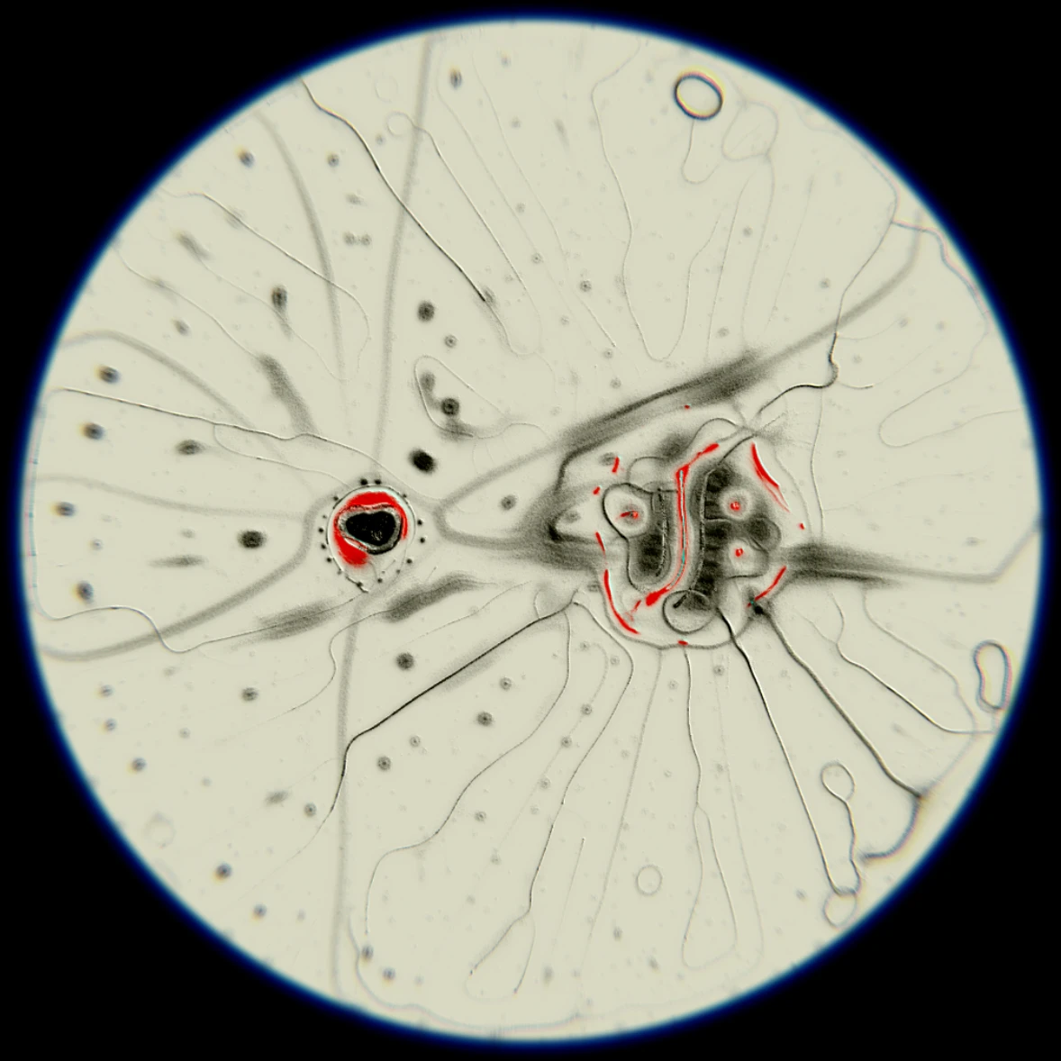 Ethereal Microcosm by ciphrd — A digital simulation of microscopic agents self-organizing into stable patterns, rendered as a radially symmetrical structure against a black background.