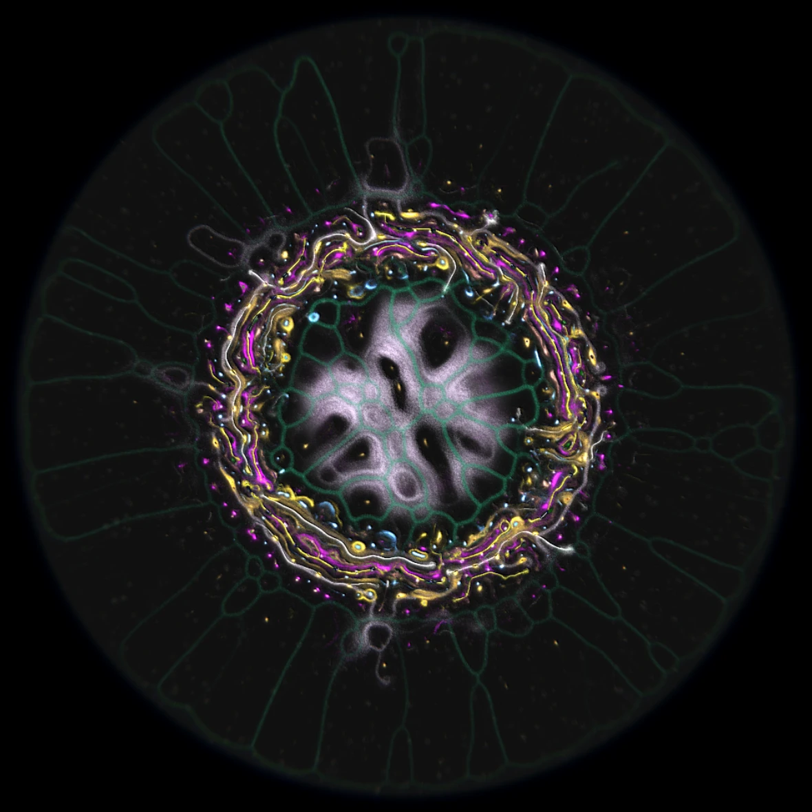 Ethereal Microcosm by ciphrd — A radially symmetrical digital organism rendered against pure black, its architecture built from concentric bands of luminous material.