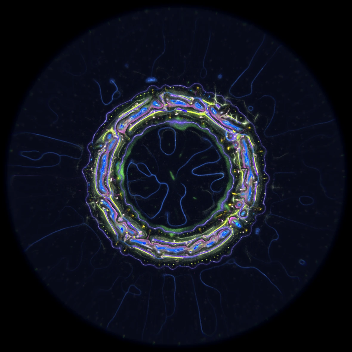 Ethereal Microcosm by ciphrd — A cross-section of simulated microscopic life rendered in high contrast.