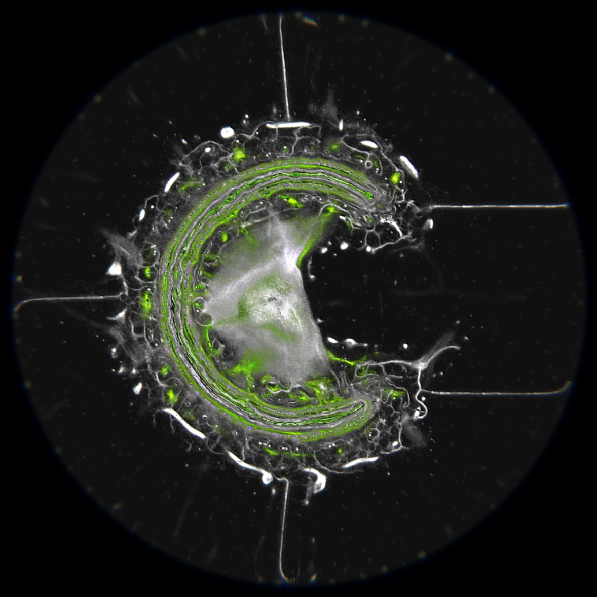 Ethereal Microcosm by ciphrd — A cross-section of simulated microbial growth rendered in high contrast, dominated by a luminous lime-green concentric ring at its center.