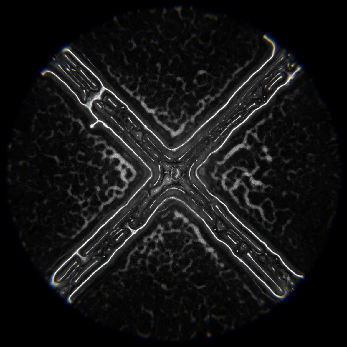 Ethereal Microcosm by ciphrd — This computational visualization presents a radially symmetric cellular structure generated through agent-based simulation rules.