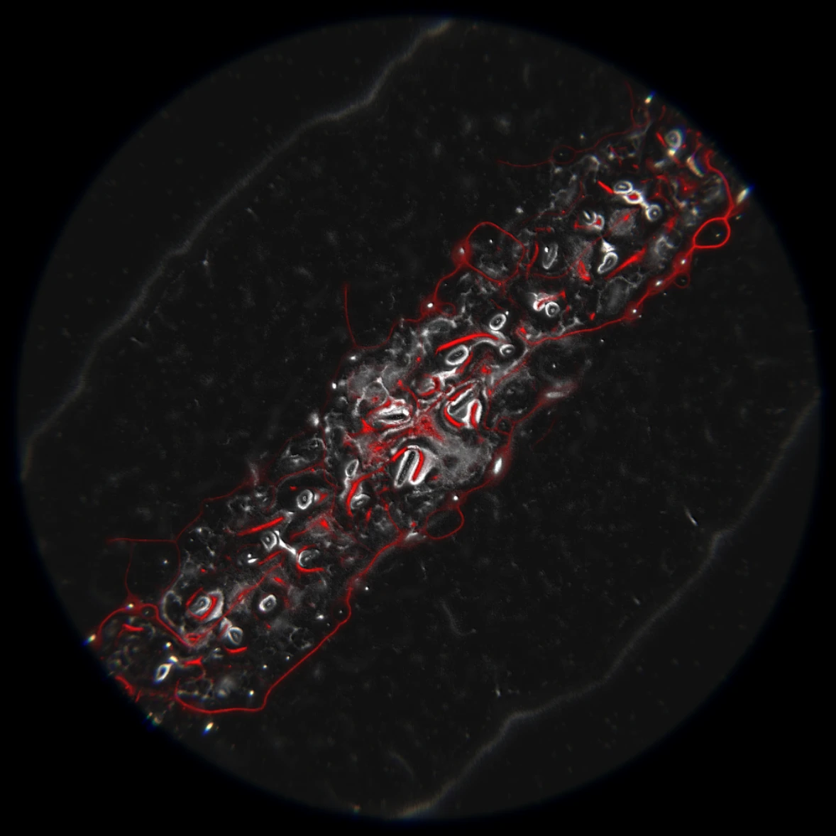 Ethereal Microcosm by ciphrd — A computational simulation of emergent biological organization rendered in high contrast.