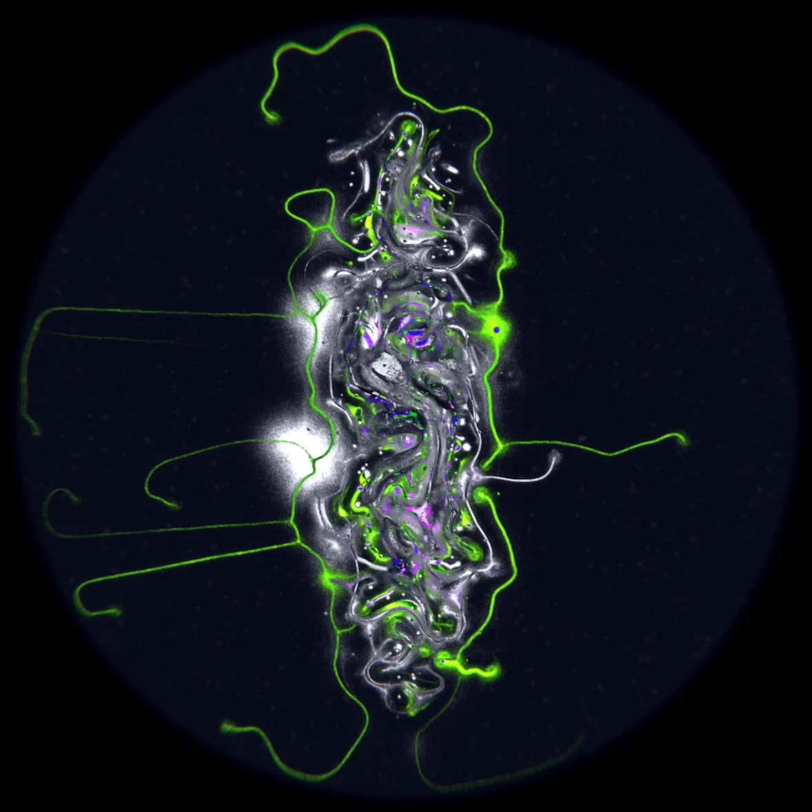Ethereal Microcosm by ciphrd — A digitally-generated microbial colony viewed from above, rendered in high-contrast neon green and white against pure black.
