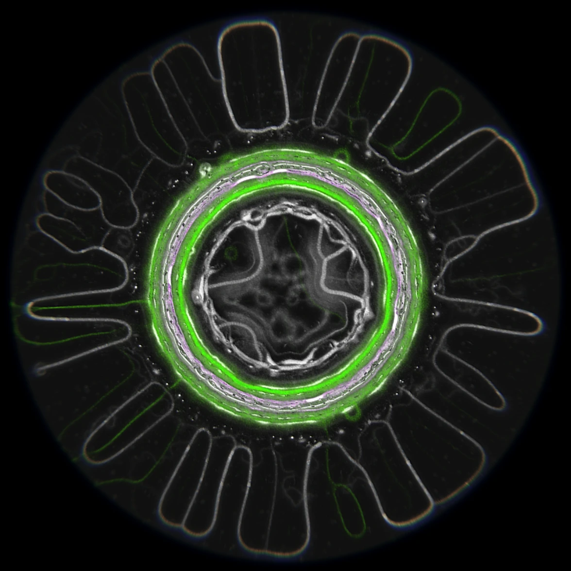Ethereal Microcosm by ciphrd — A cross-section rendering of simulated microscopic life reveals concentric architectural order: a bright lime-green glowing ring defines the core boundary,...