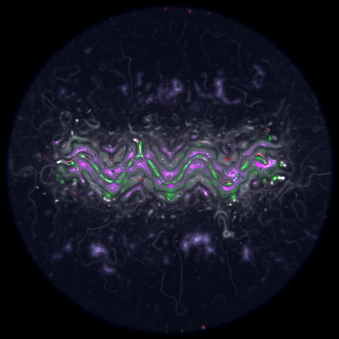 Ethereal Microcosm by ciphrd — A cross-section view of simulated microscopic life reveals a radially symmetric organism with approximately 20 finger-like protrusions extending from the...