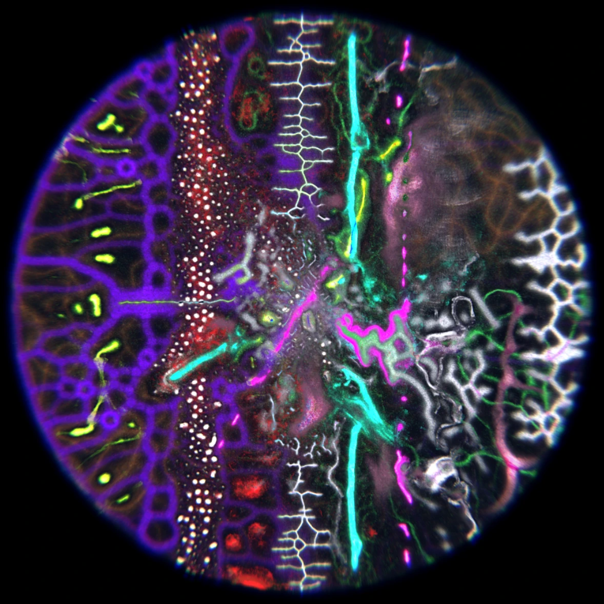 Ethereal Microcosm by ciphrd — A cross-sectional view of simulated microscopic life rendered in high-contrast fluorescence against black.