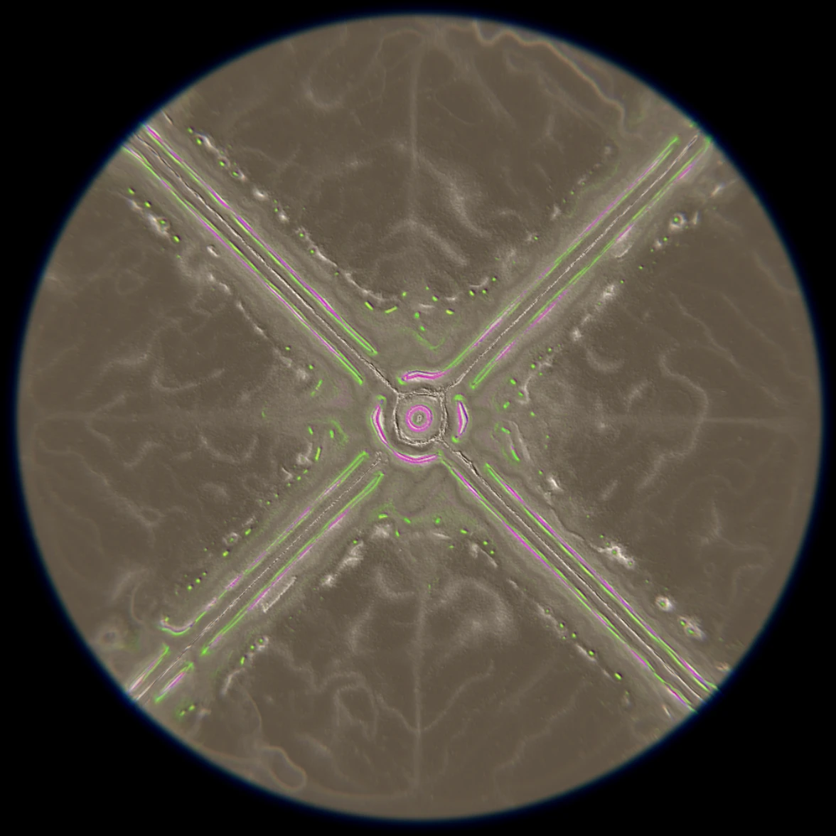 Ethereal Microcosm by ciphrd — A generative composition displaying radial symmetry with a luminous lime-green circular core at center, surrounded by four primary branches extending toward...