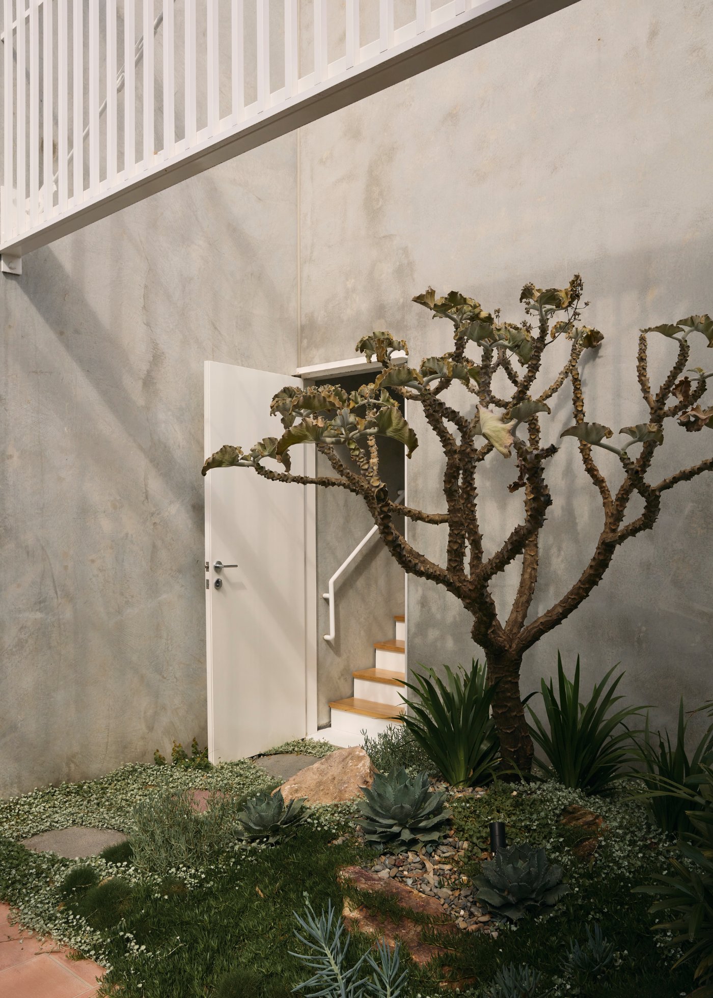 Chelmer River House by Furminger by Christopher Furminger — A rendered concrete wall rises as a monolithic plane behind a mature woody shrub with sculptural branching.
