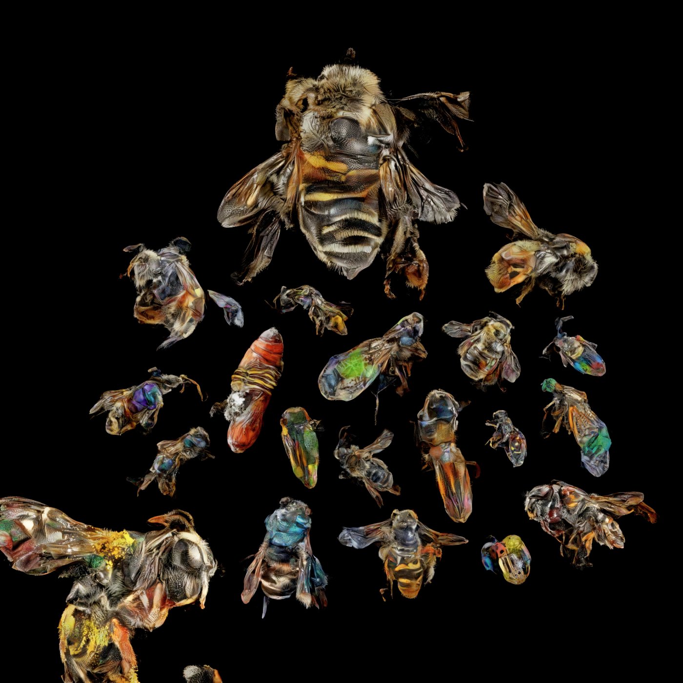 Selected AI works by Sofia Crespo, AI, digital, art, organic, GAN