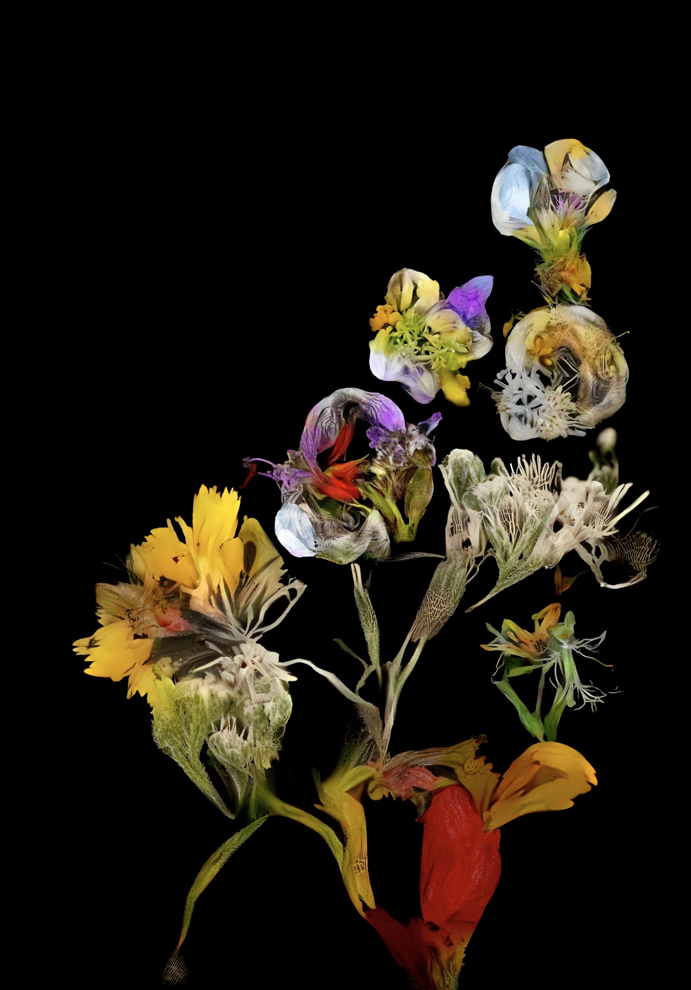 Selected AI works by Sofia Crespo, AI, digital, art, organic, GAN