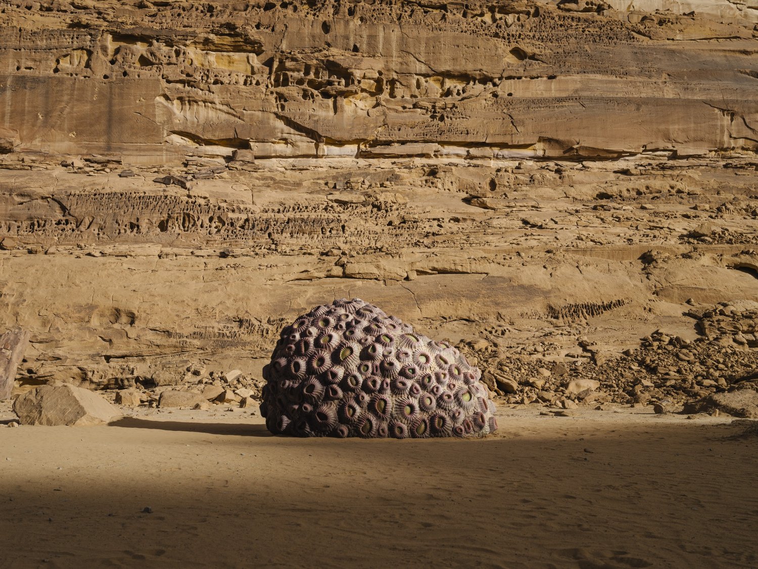 Desert X AlUla 2022 Group Exhibition — A cast-ceramic sculpture densely patterned with spiral ammonite reliefs occupies the desert floor, its terracotta-pink surface darkened by ochre shadows...