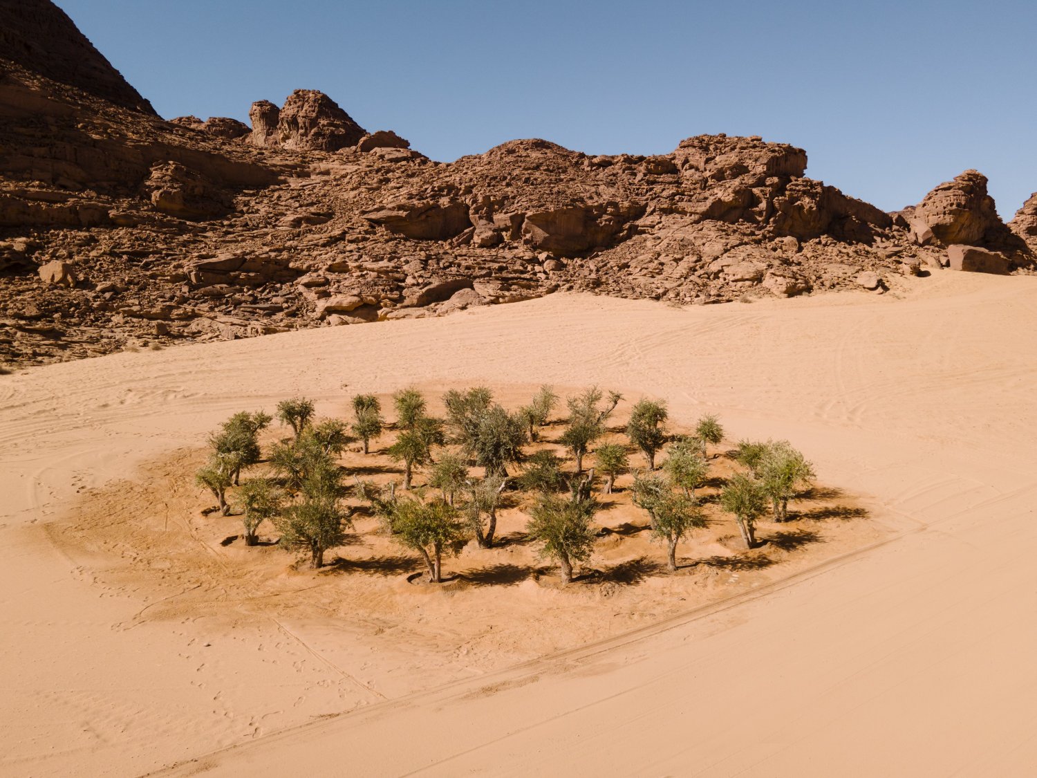 Desert X AlUla 2022 Group Exhibition — A gridded plantation of approximately twenty-five young trees arranged in evenly-spaced rows across pale sand, their shadows cast in sharp linear patterns...