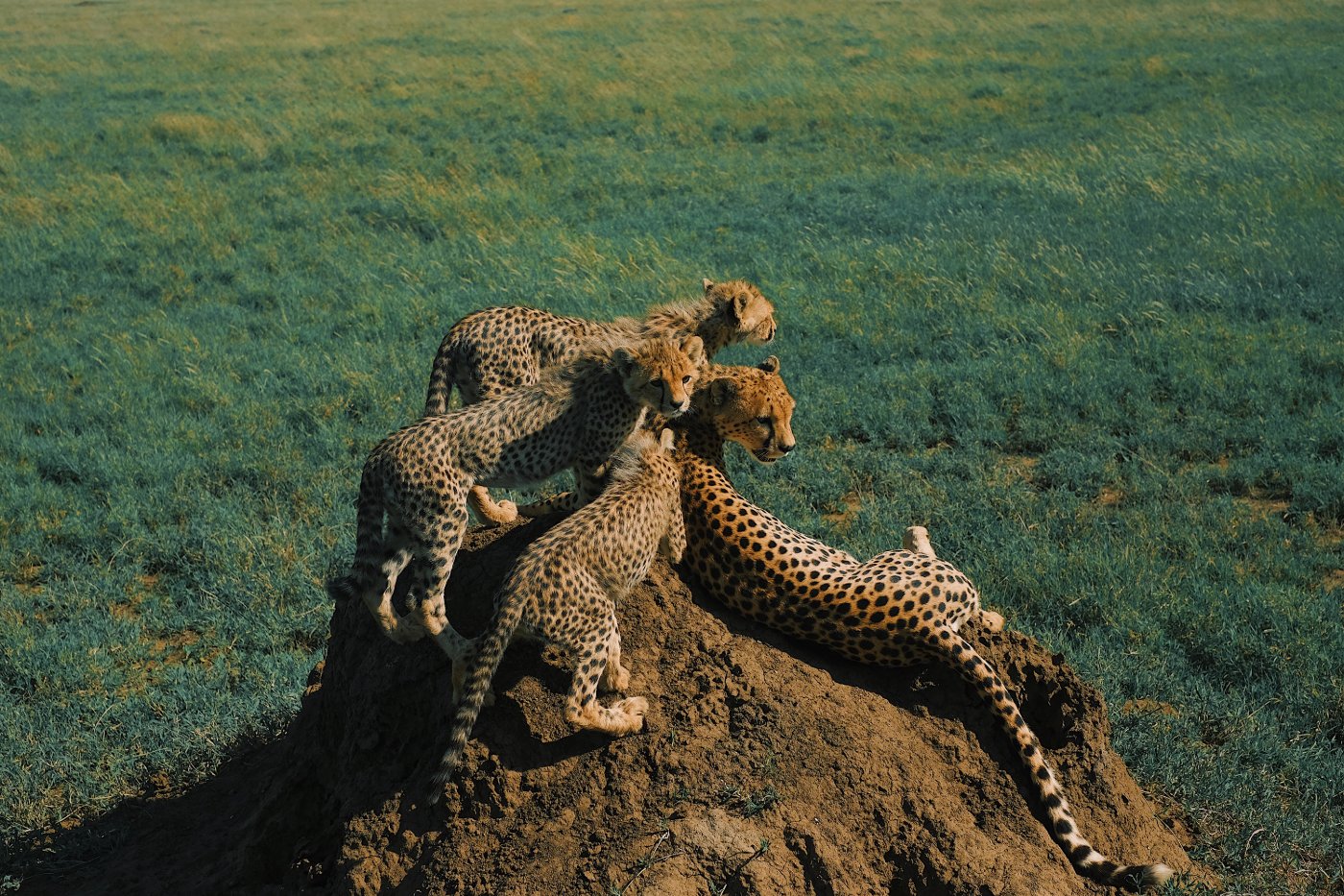 NFT Authenticated Photography by Urth Art, NFT, digital, gallery