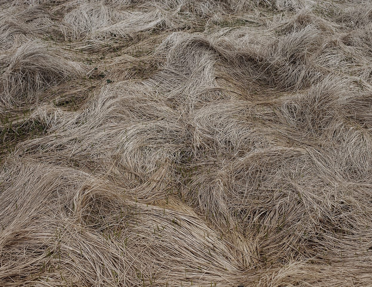 The Weather Report by Marzena Skubatz — Photograph capturing windswept grasses in Iceland's remote Marsibil, their fine filaments bent in directional patterns indicating persistent coastal winds.